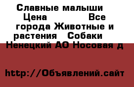 Славные малыши! › Цена ­ 10 000 - Все города Животные и растения » Собаки   . Ненецкий АО,Носовая д.